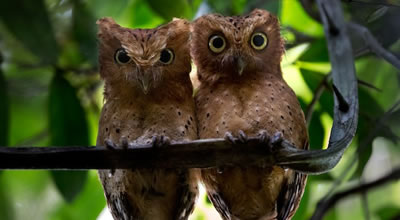 Sokoke Scops Owls